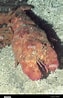 Image result for Scyllarides aequinoctialis Anatomie. Size: 63 x 98. Source: www.alamy.com