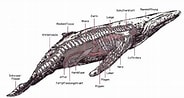 Image result for Krultandlantaarnhaai Anatomie. Size: 184 x 98. Source: de.wal-delfin-und-hai.wikia.com