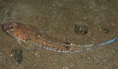 Afbeeldingsresultaten voor "callionymus Maculatus". Grootte: 168 x 98. Bron: www.britishmarinelifepictures.co.uk