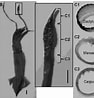 Afbeeldingsresultaten voor "eucleoteuthis Luminosa". Grootte: 94 x 98. Bron: www.researchgate.net