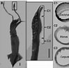 Afbeeldingsresultaten voor Eucleoteuthis luminosa. Grootte: 99 x 98. Bron: www.researchgate.net