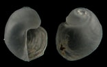 Afbeeldingsresultaten voor "colpodaspis Pusillus". Grootte: 156 x 98. Bron: seaslugsofhawaii.com