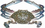 Image result for Blue Swimming Crab in Sri Lanka. Size: 155 x 98. Source: www.pinterest.jp