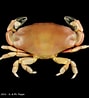 Image result for "liomera Cinctimana". Size: 89 x 98. Source: www.crustaceology.com