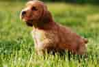 Image result for Spaniels. Size: 145 x 98. Source: www.rover.com