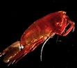 Image result for "paraeuchaeta Barbata". Size: 111 x 98. Source: www.zooplankton.no