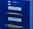 Image result for "lestidiops Jayakari". Size: 110 x 98. Source: diving.tank.jp
