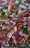 Image result for "leucothoe Spinicarpa". Size: 63 x 98. Source: www.alamy.com