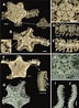 Image result for "ophionereis Reticulata". Size: 72 x 98. Source: www.researchgate.net