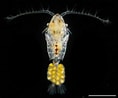 Image result for "pseudodiaptomus Gracilis". Size: 118 x 98. Source: plankton.image.coocan.jp