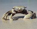 Image result for Horned Eye Ghost Crab. Size: 124 x 98. Source: www.flickriver.com