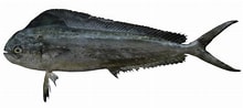 Image result for "coryphaena Equiselis". Size: 220 x 98. Source: fishider.org