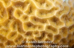 Image result for Gardineroseris planulata. Size: 151 x 98. Source: www.marinelifephotography.com