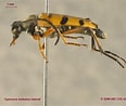 Image result for "leptocheirus Hirsutimanus". Size: 116 x 98. Source: www.zoology.ubc.ca