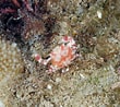 Image result for "nucia Speciosa". Size: 110 x 98. Source: www.inaturalist.org