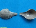 Image result for "cardiomya Costellata". Size: 124 x 98. Source: www.fossilshells.nl