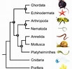 Afbeeldingsresultaten voor Starfish Phylogenetic Tree. Grootte: 103 x 98. Bron: www.researchgate.net