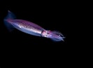 Afbeeldingsresultaten voor Neon Flying Squid. Grootte: 133 x 98. Bron: www.americanoceans.org
