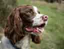 Image result for Spaniels. Size: 128 x 98. Source: www.pets4homes.co.uk