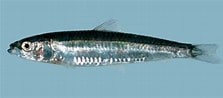 Image result for "spratelloides Delicatulus". Size: 223 x 98. Source: fishbiosystem.ru
