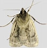 Afbeeldingsresultaten voor Euchaetomera typica Geslacht. Grootte: 95 x 98. Bron: mareksmoths.co.uk
