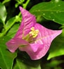 Image result for "bougainvillea Pyramidata". Size: 91 x 98. Source: plants.ces.ncsu.edu
