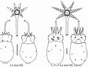 Afbeeldingsresultaten voor "eucleoteuthis Luminosa". Grootte: 129 x 98. Bron: tolweb.org