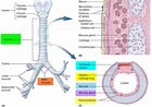 Image result for Human Trachea Anatomy. Size: 140 x 98. Source: healthjade.net