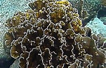 Image result for Blade Fire Coral. Size: 151 x 98. Source: www.projectnoah.org
