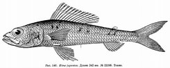 Afbeeldingsresultaten voor Hime japonica. Grootte: 245 x 98. Bron: fishbiosystem.ru