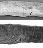 Image result for "panturichthys Fowleri". Size: 88 x 98. Source: www.researchgate.net