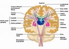 Image result for Corpus Callosum Beschriftung. Size: 138 x 98. Source: anatomyinfo.com
