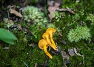 Image result for Cantharellus. Size: 138 x 98. Source: wpamushroomclub.org