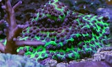 Image result for Astreopora Coral. Size: 163 x 98. Source: pl.pinterest.com