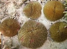 Résultat d’image pour Fungiidae coral. Taille: 135 x 98. Source: www.dreamstime.com