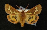 Image result for "hymeraphia Breeni". Size: 154 x 98. Source: v3.boldsystems.org