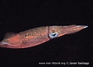 Image result for "loligo Vulgaris". Size: 135 x 98. Source: www.european-marine-life.org