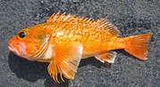 Image result for "helicolenus Dactylopterus". Size: 179 x 98. Source: mexican-fish.com