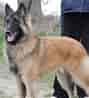 Image result for Belgisk hyrdehund. Size: 89 x 98. Source: www.baby.dk