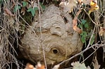 Image result for Velutina plicatilis Habitat. Size: 149 x 98. Source: www.biodiversidadvirtual.org