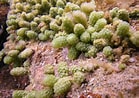 Image result for "caulerpa Racemosa". Size: 139 x 98. Source: www.naturalista.mx