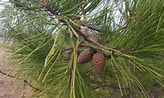 Image result for "puiteca Rigida". Size: 164 x 98. Source: www.plantsoftheworldonline.org