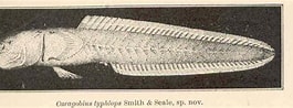 Image result for Caragobius urolepis. Size: 265 x 98. Source: fishbiosystem.ru
