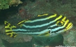 Image result for Plectorhinchus vittatus. Size: 156 x 98. Source: reeflifesurvey.com