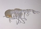 Image result for "paraphronima Gracilis". Size: 140 x 98. Source: www.inaturalist.org