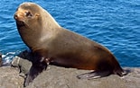 Image result for Galapagos Zeebeer. Size: 155 x 98. Source: www.animalstoday.nl