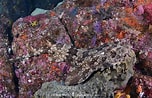 Image result for "orectolobus Japonicus". Size: 152 x 98. Source: www.sharksandrays.com
