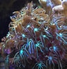 Afbeeldingsresultaten voor Tubipora. Grootte: 95 x 98. Bron: reef-aquarium-store.com