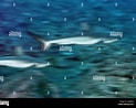 Image result for "carcharhinus Wheeleri". Size: 123 x 98. Source: www.alamy.com