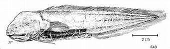 Image result for "aphyonus Gelatinosus". Size: 339 x 98. Source: fishillust.com
